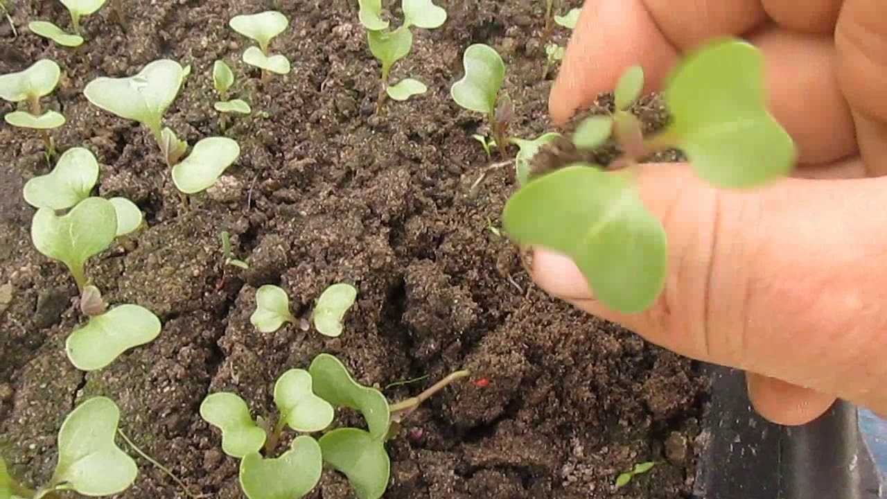 Выращивание капусты по лунному календарю в 2020 году