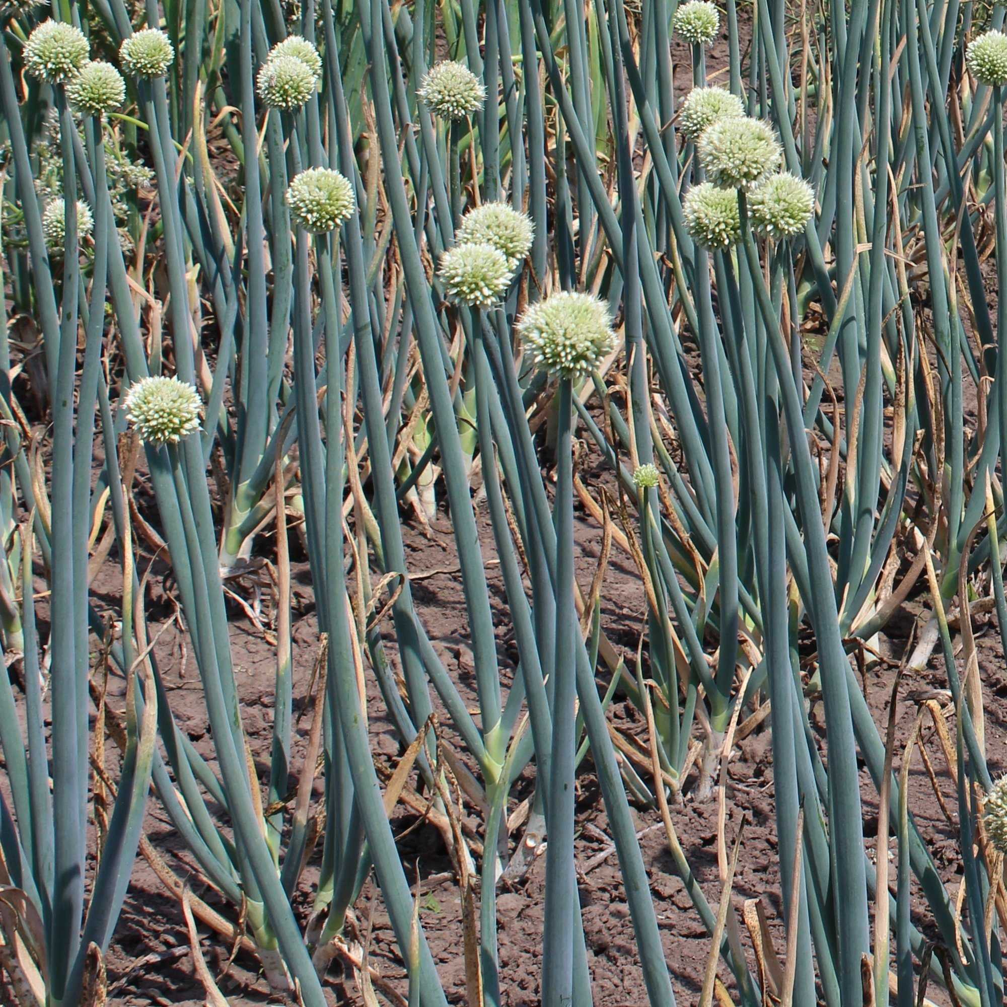 Лук батун - Allium fistulosum