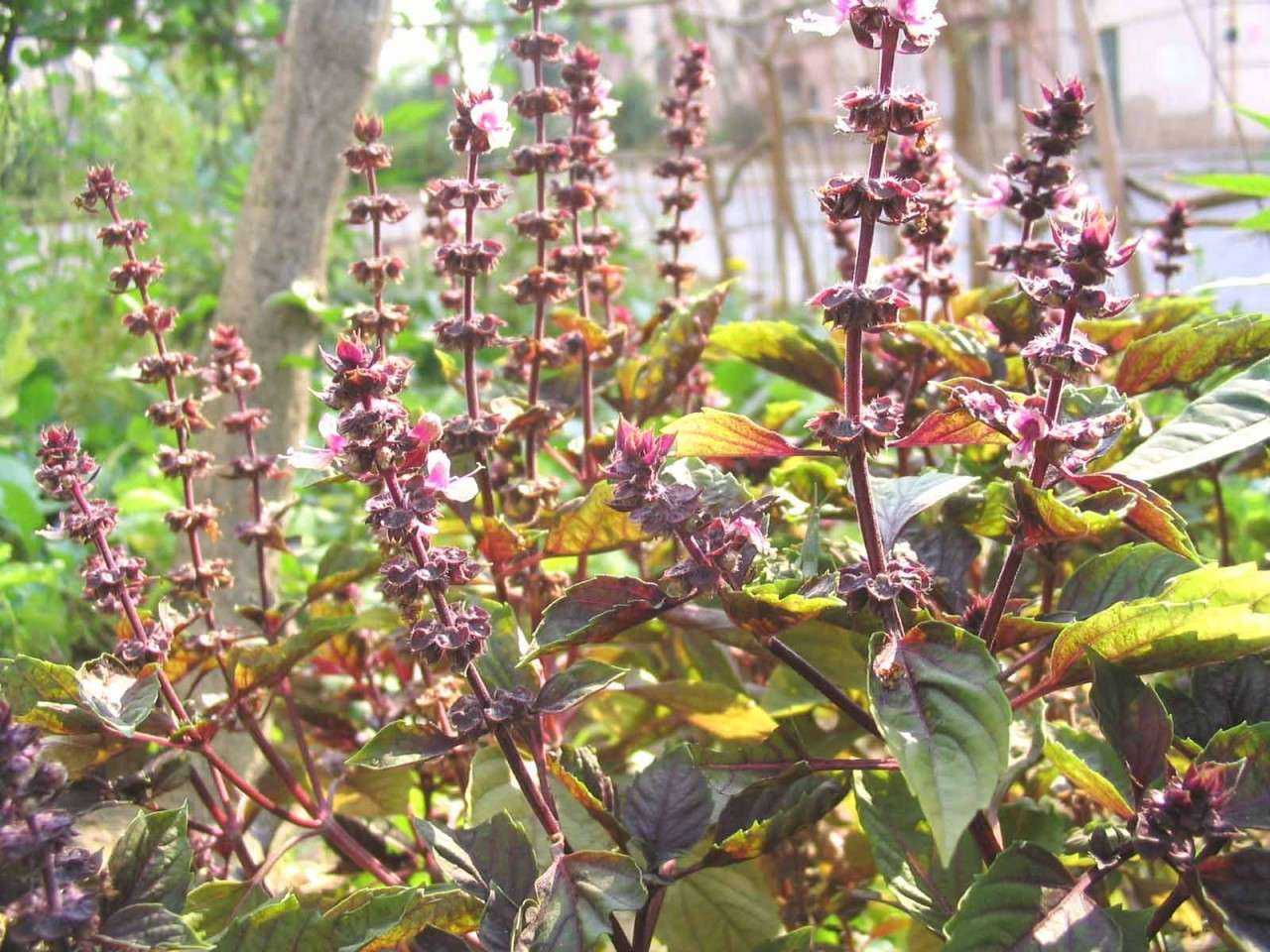 Перилла кустарниковая — описание и выращивание