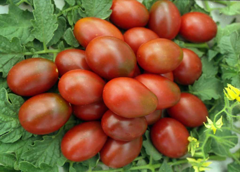 Гроздья помидоров в любой сезон: урожайный и вкусный томат де барао