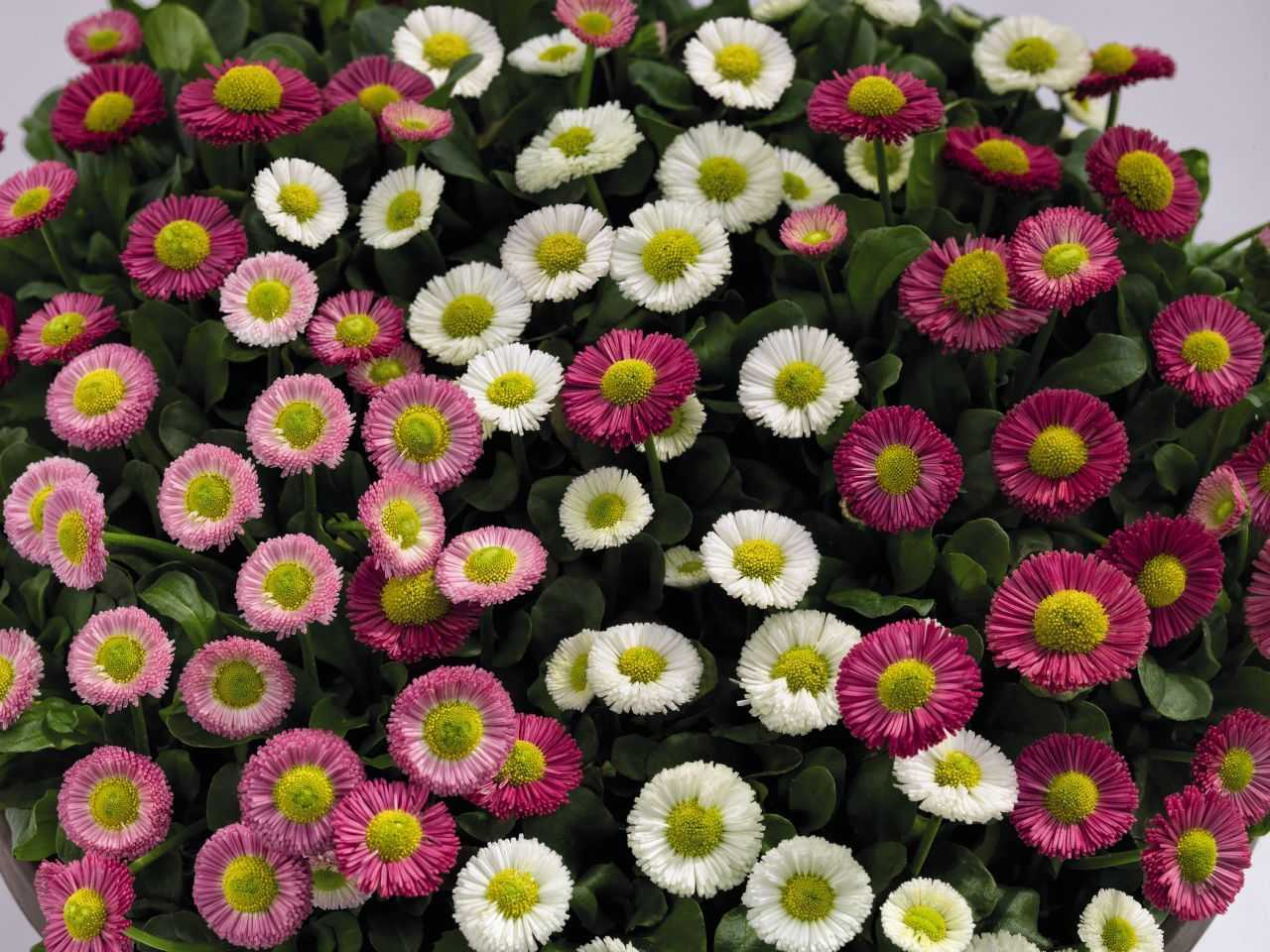 Цветы маргаритки многолетние фото выращивание и уход