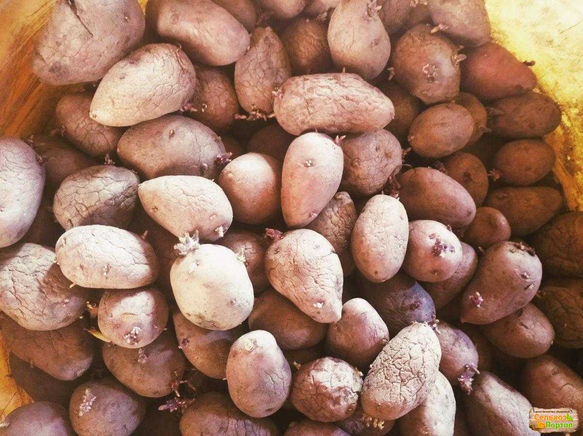 Сорт картофеля скороплодный фото