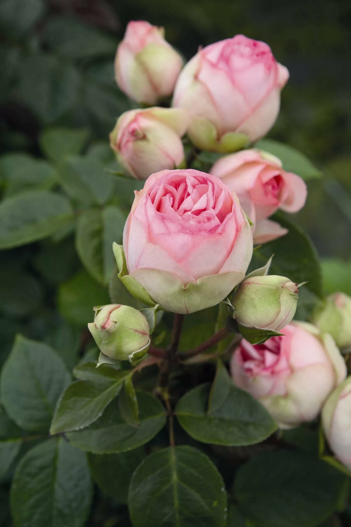 Описание 15 лучших сортов пионовидных роз, посадка и уход в открытом грунте