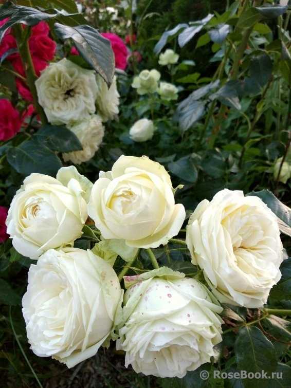Флористика искусственная лепка розы сорта ред пиано и небольшой мк по ним фарфор холодный