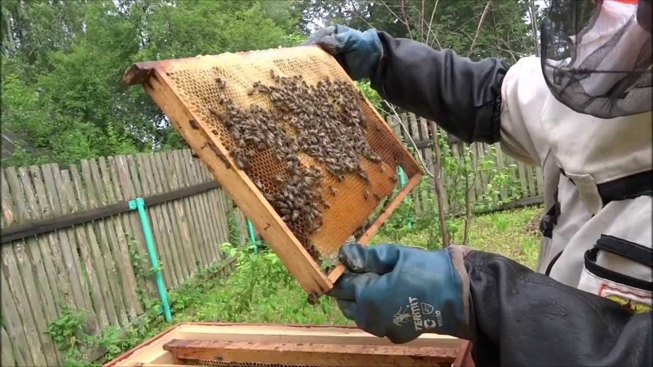 Инструкция по ловле роя пчел