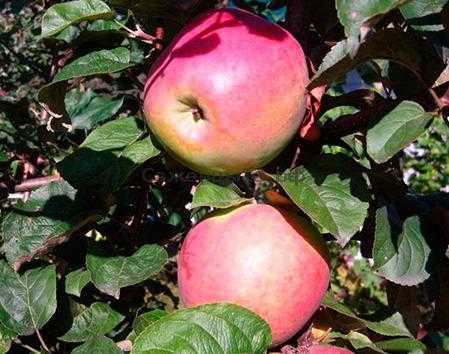 Главные особенности выращивания яблок спартан