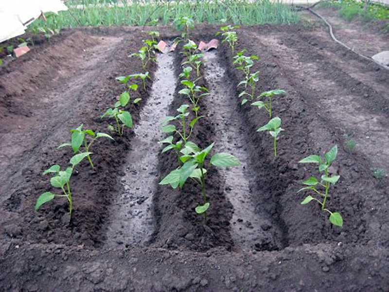 Удобрения для баклажанов — подкормка при выращивании