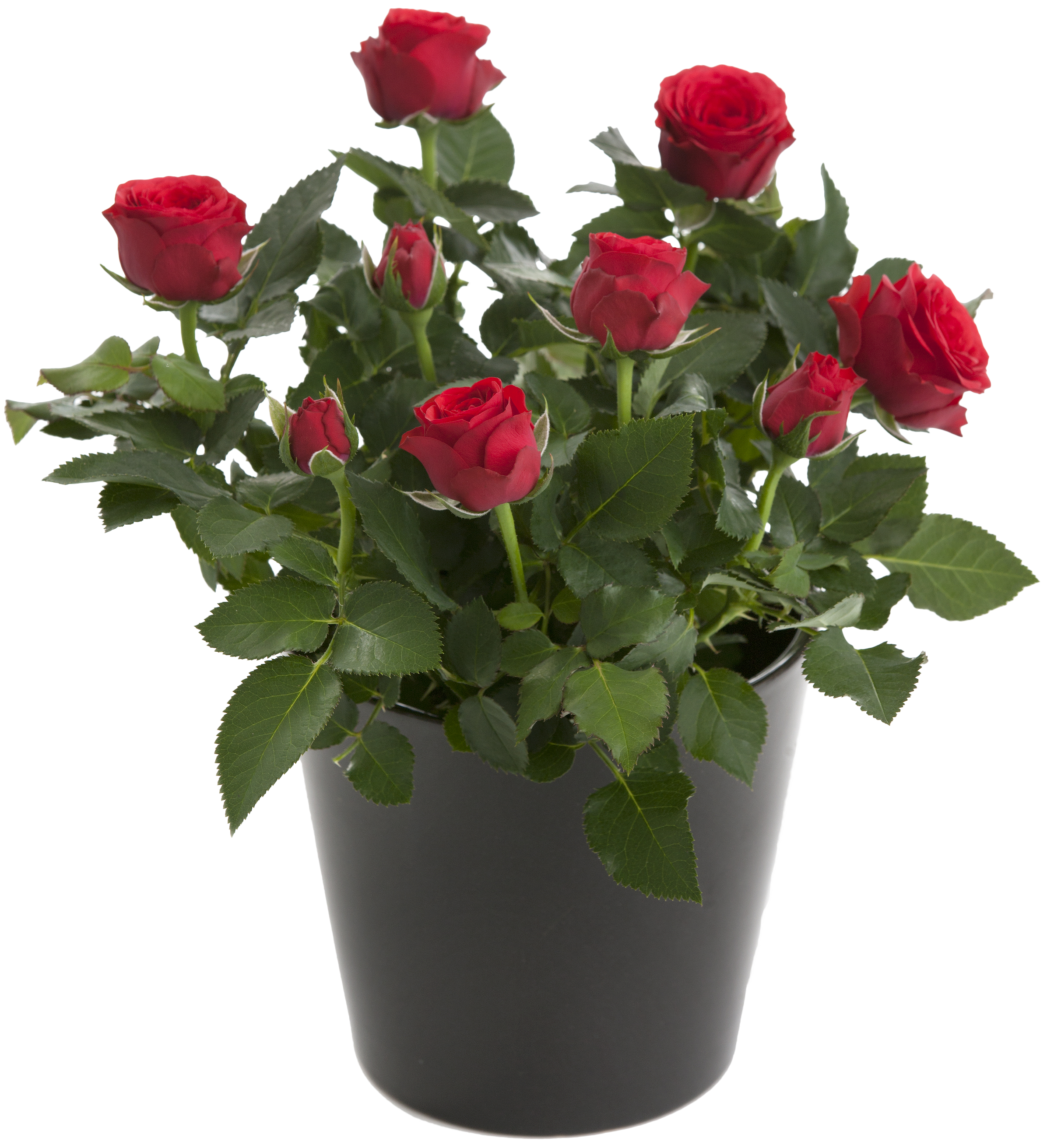 Как пересадить комнатную розу в другой горшок после покупки цветка или его разрастания, а также как правильно ухаживать за домашней культурой по окончании процедуры?