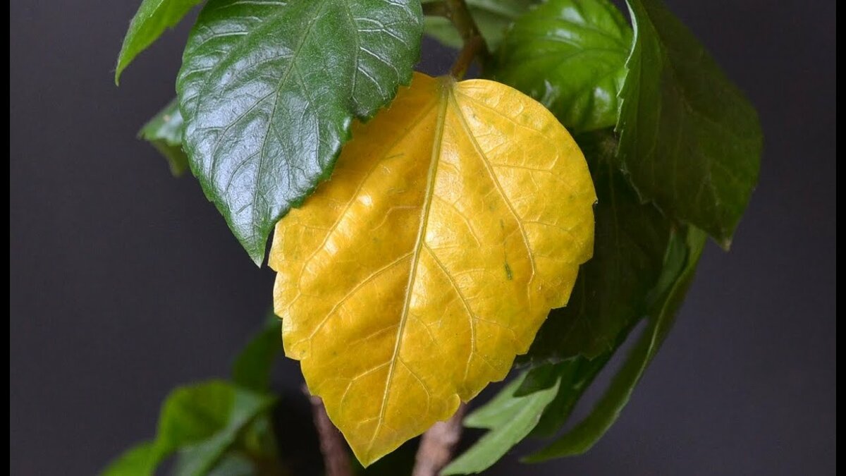 Гибискус - желтеют листья. причины, лечение, фото