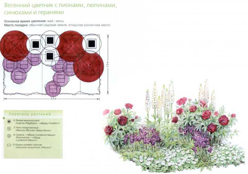 Все о клумбах с пионами: пионы в ландшафтном дизайне, схема посадки с другими цветами