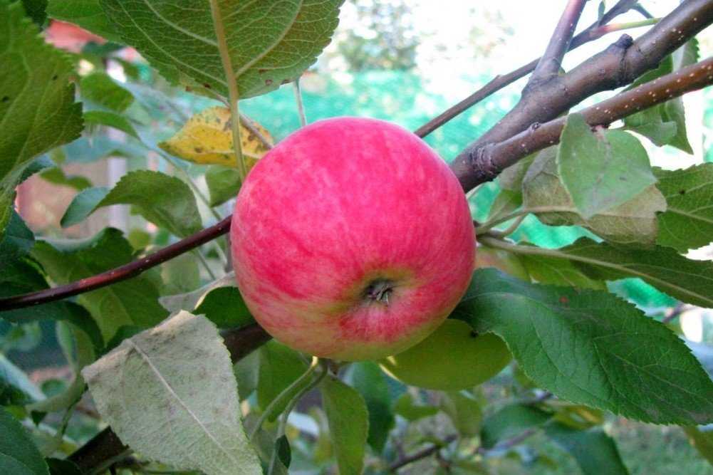 Сорта яблок в россии
