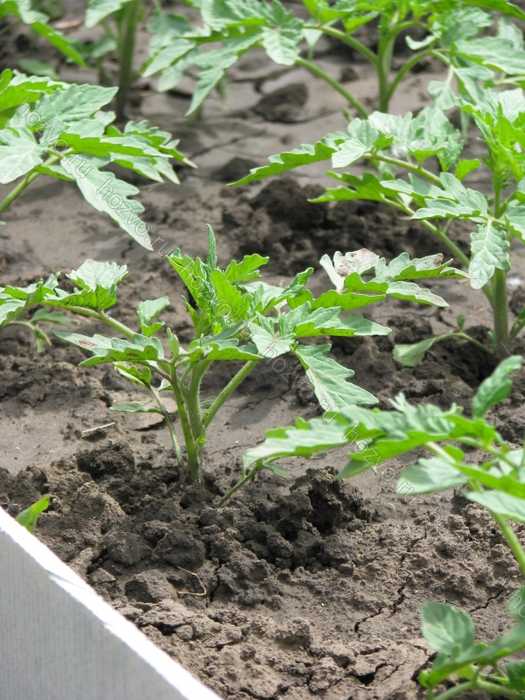 Можно ли посадить рассаду помидор в апреле. Рассады помидор Сарквей. Высадка рассады томатов в открытый грунт. Посадка томатов в грунт рассадой. Посадка помидор в открытый грунт рассадой в июне 2022.