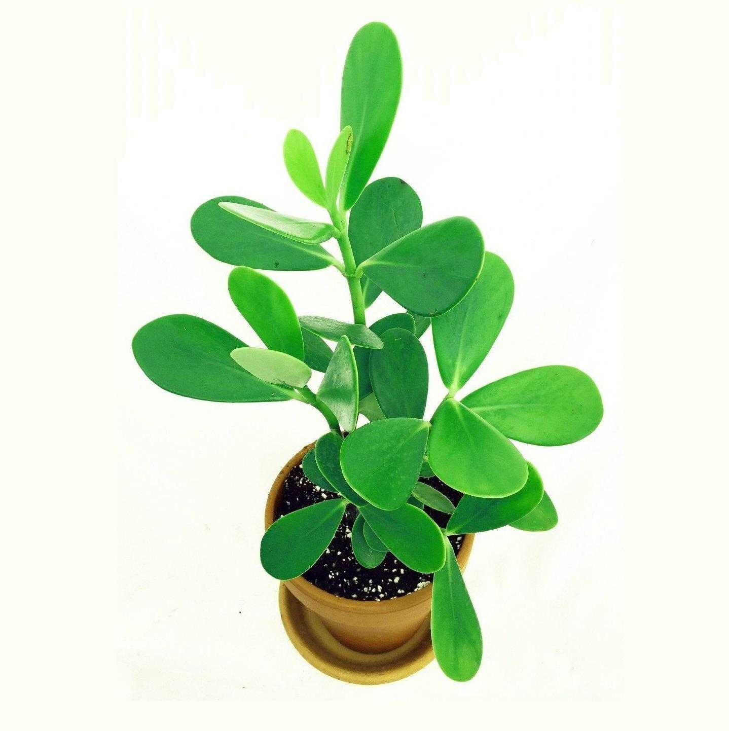Клузия – вечнозеленое красивое растение