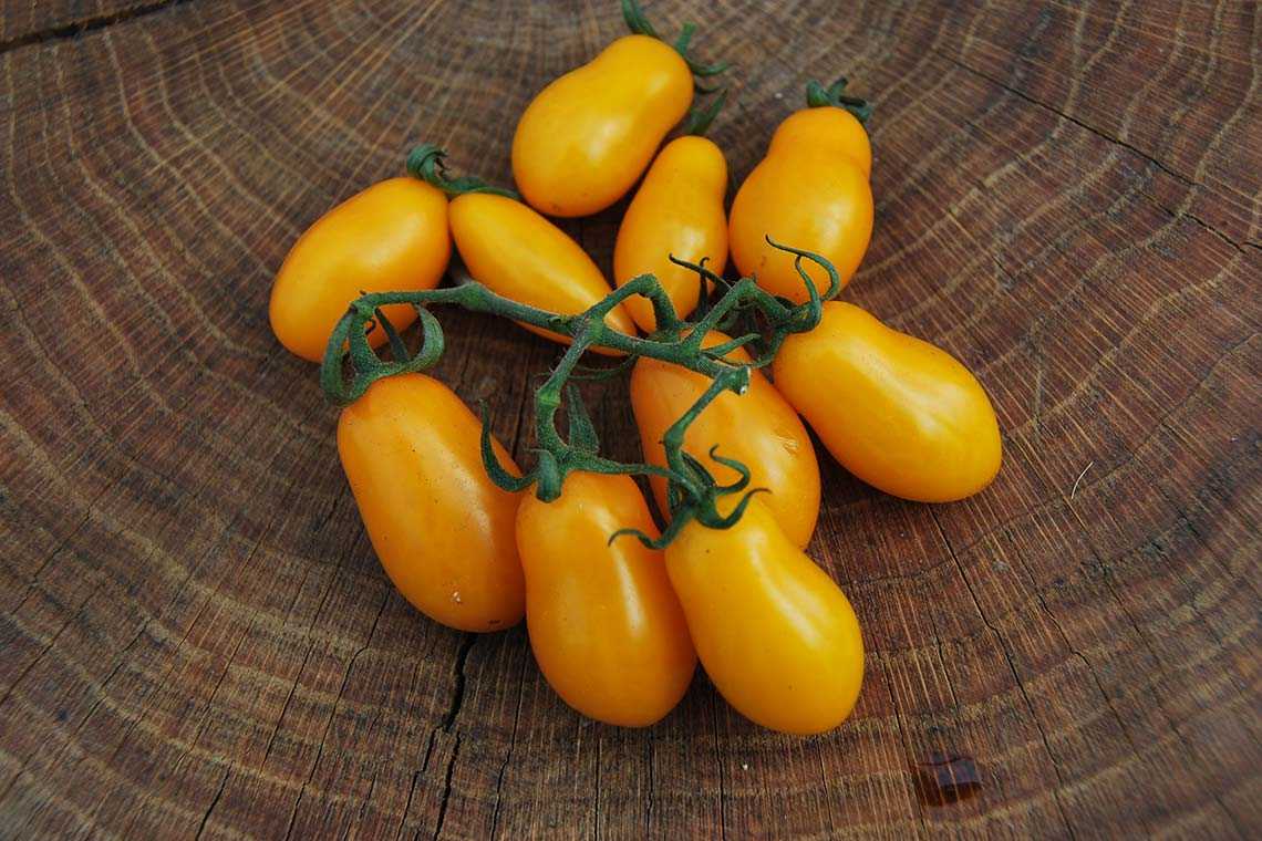 Обожаемый детьми и взрослыми яркий тепличный гибрид с фруктовым привкусом — томат «финик желтый»
