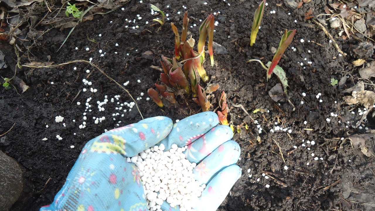 О пересаживании тюльпанов после цветения в открытом грунте (как рассаживать)