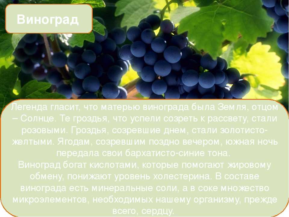 Виноград зеленый польза. Виноград черный. Виноград кратко. Виноград польза. Что полезного в винограде.