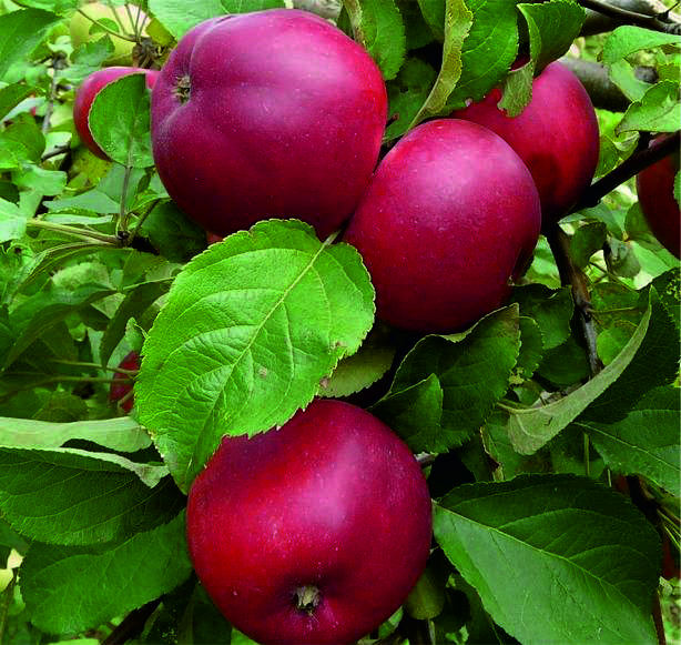 Яблоня «подарок графскому»: особенности выращивания, уход, урожайность