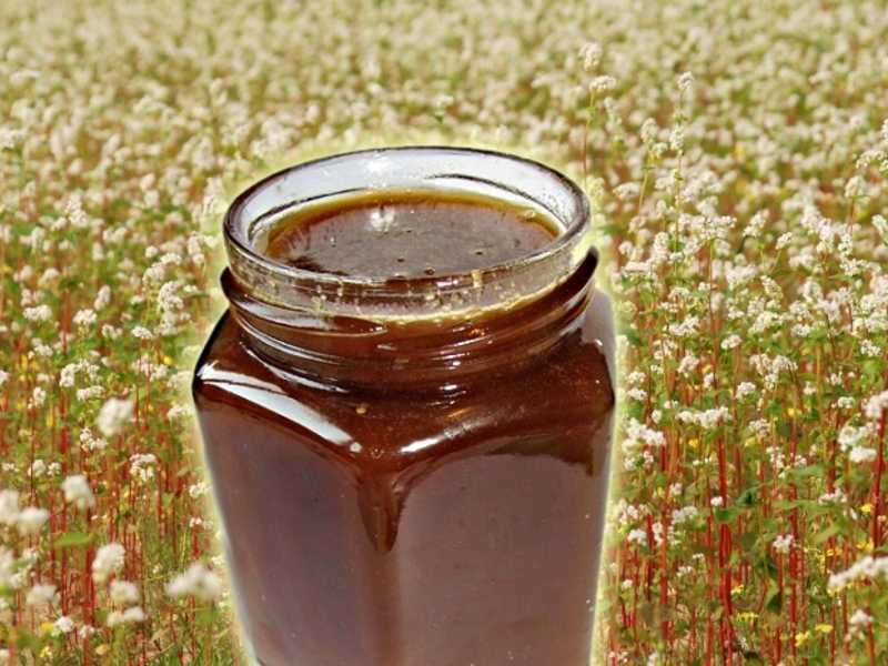 Необыкновенный продукт черный мед — пчелиное лакомство черного цвета. почему черный мед — черный?