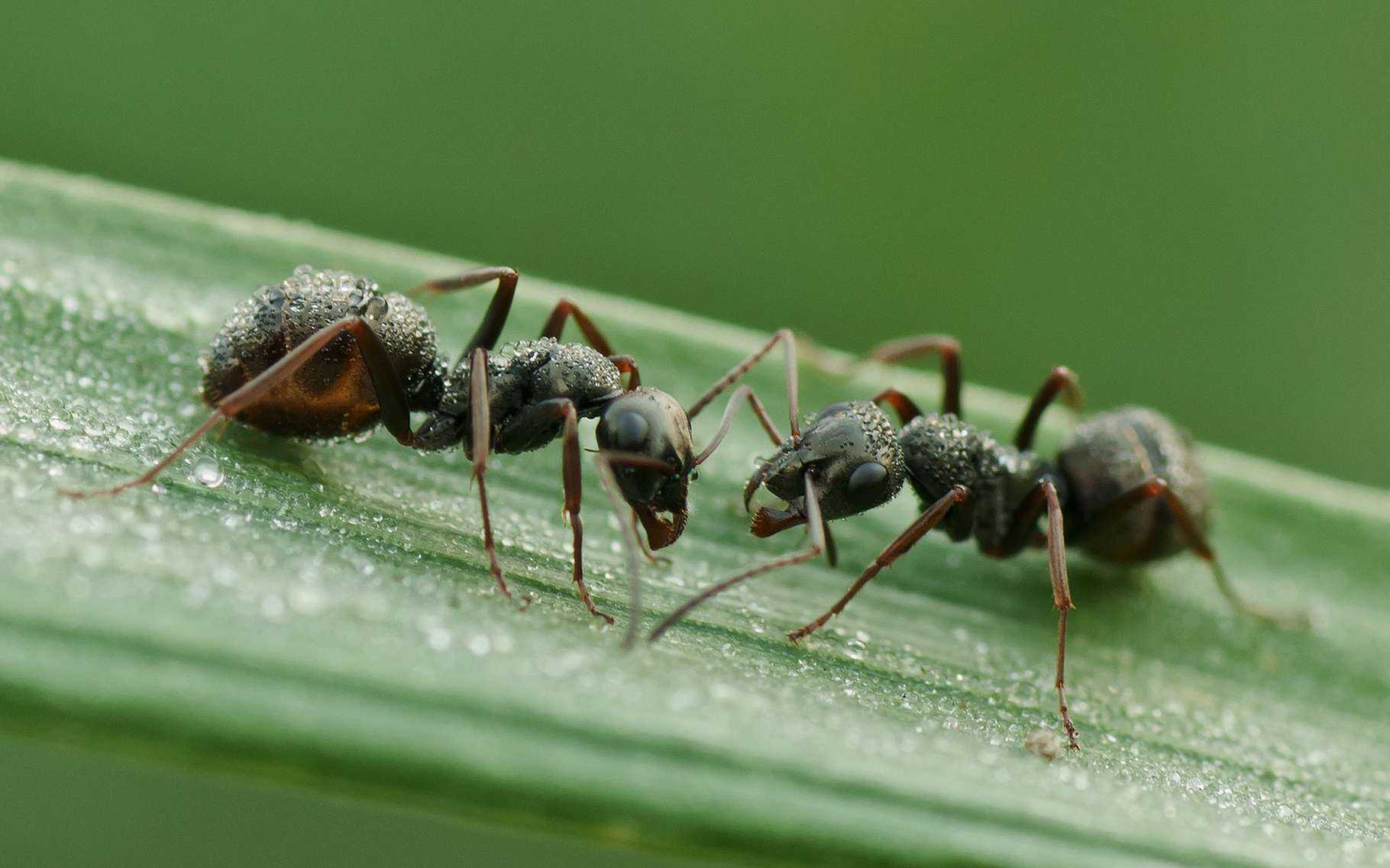 Народные средства борьбы с муравьями. Муравьи сиафу. Муравьи пасут тлю. Муравьи дачные. Муравьи в теплице.