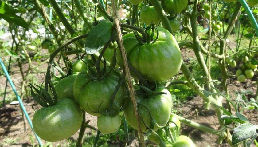 Характеристика томатов «челябинский метеорит»: отзывы огородников