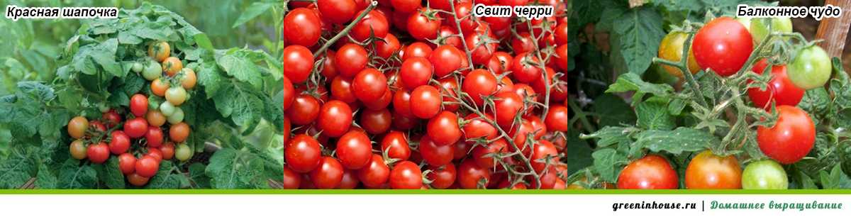 Как выращивать томат сорта "красная шапочка"