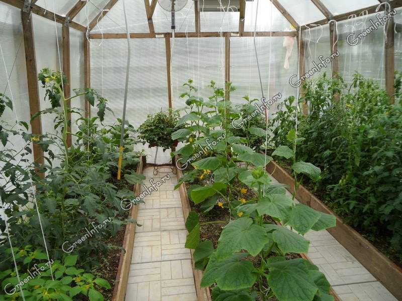 Совместимость овощных культур при посадке в теплице