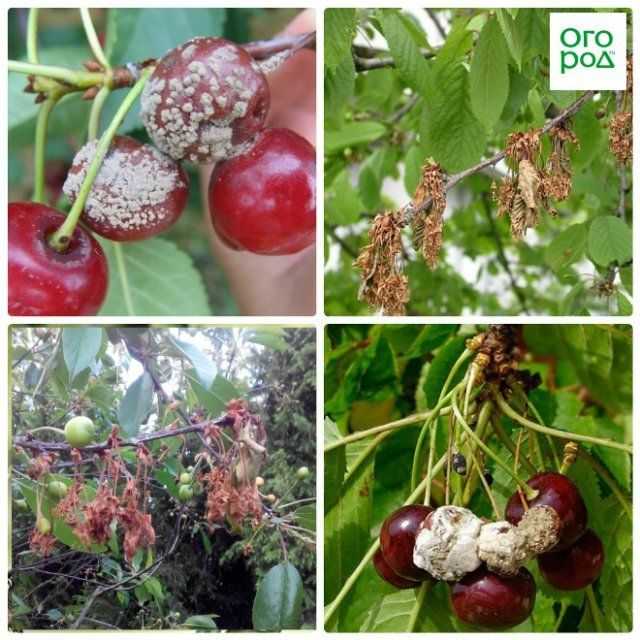 Меры борьбы с коккомикозом вишни, как выбрать устойчивые сорта