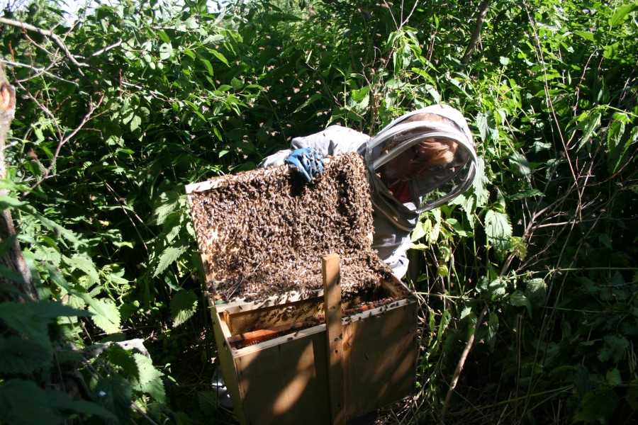 Ловля пчел. как поймать пчелиный рой в пустой улей или в ловушку