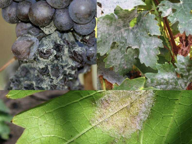 На стеблях винограда появились темные пятна. изучаем болезни винограда и способы борьбы с ними