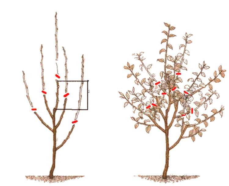 Что делать, если деревья и кустарники в саду подмерзли