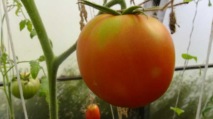Марганец помидоры. Томат f1 наслаждение. Томат райское наслаждение. Томат райское наслаждение фото. Наслаждение садовода томаты.