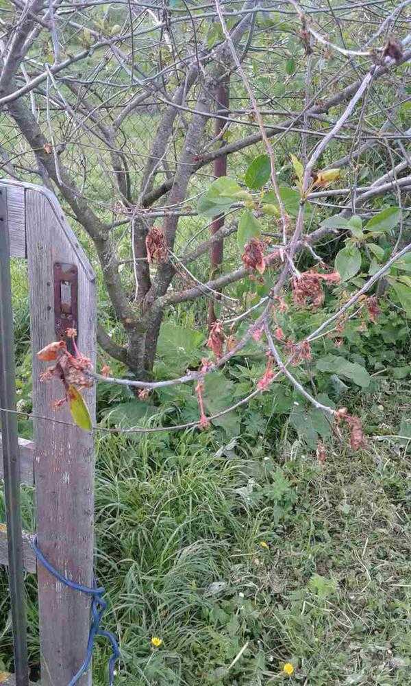Заметили, что у вишни желтеет и опадает листва? расскажем, как диагностировать заболевания