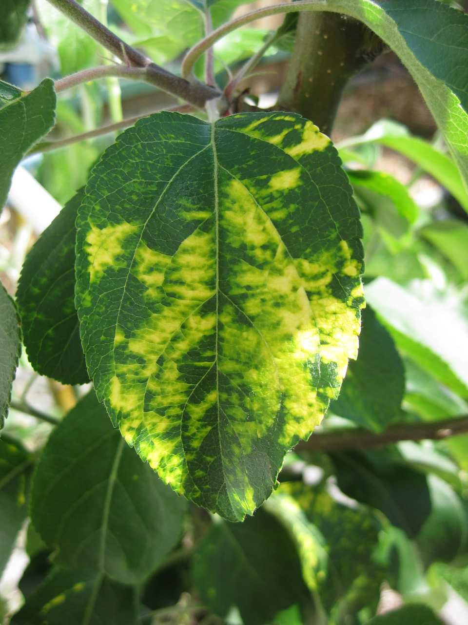 Почему у сливы желтеют листья, что делать с их курчавостью, как лечить хлороз