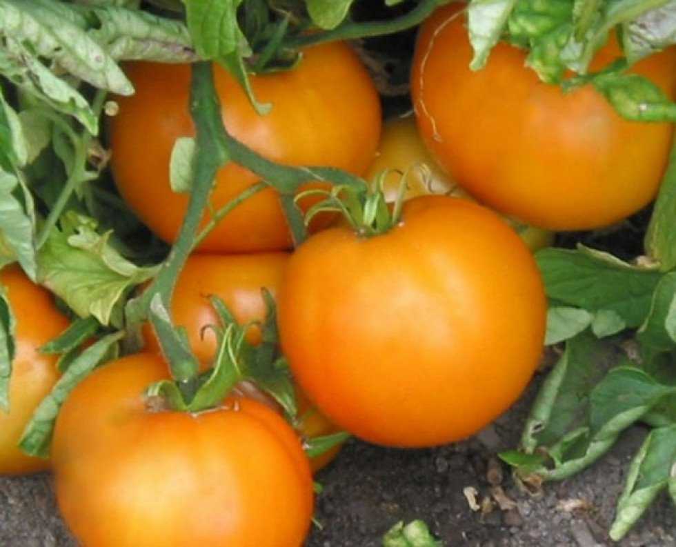 Апельсин: описание сорта томата, характеристики помидоров, посев