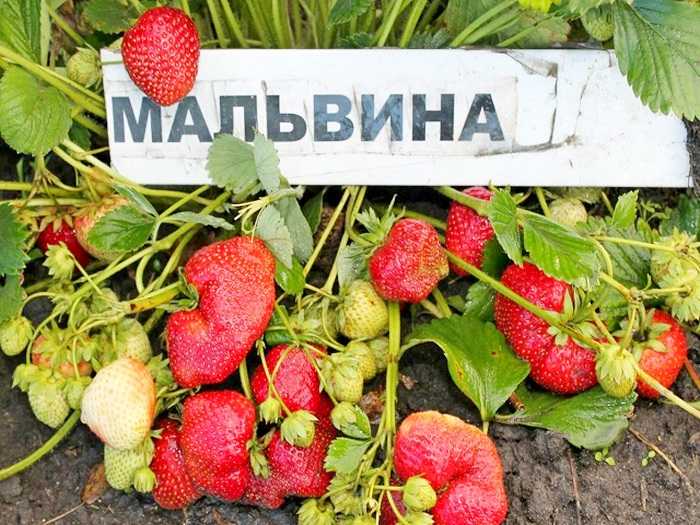 Клубника «мальвина»: описание сорта, фото и отзывы