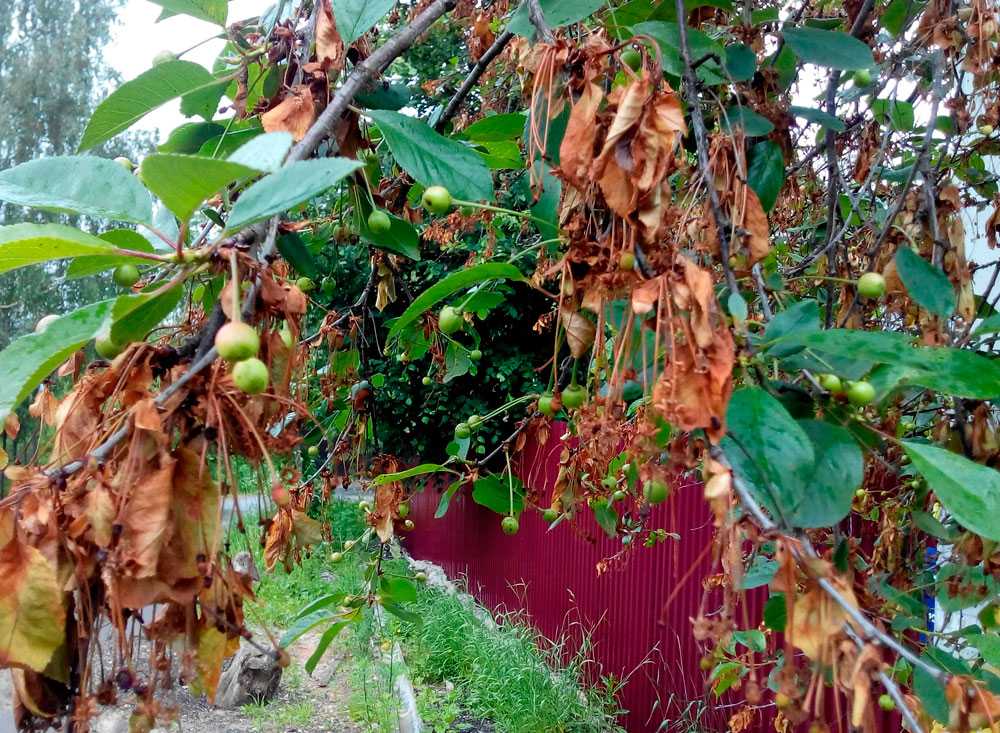 Меры борьбы с коккомикозом вишни: лечение, фото, чем обработать вишню от коккомикоза весной и летом