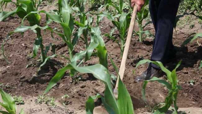 Выращивание кукурузы: выбор сорта, посадка, уход и полезные советы