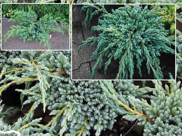 Можжевельник китайский экспанса вариегата (juniperus chinensis expansa variegata)