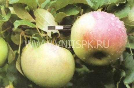 О яблоне строевское: описание сорта, характеристики, агротехника, выращивание