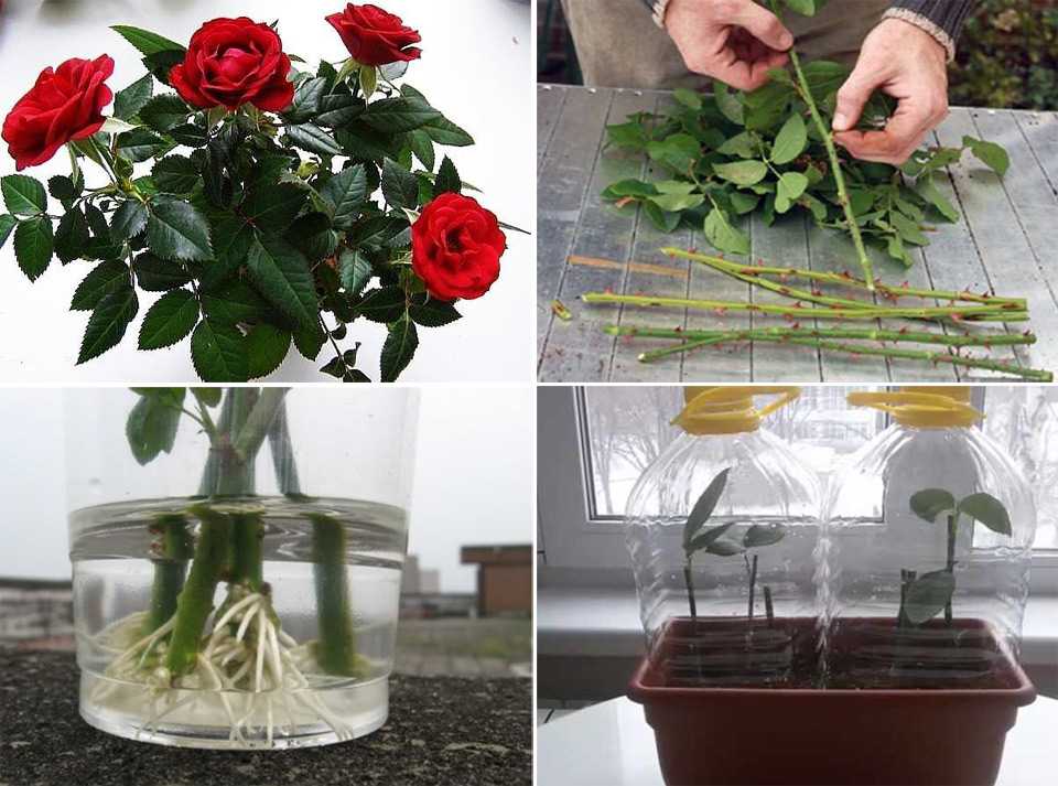 Технология выращивания черенков роз в картошке
