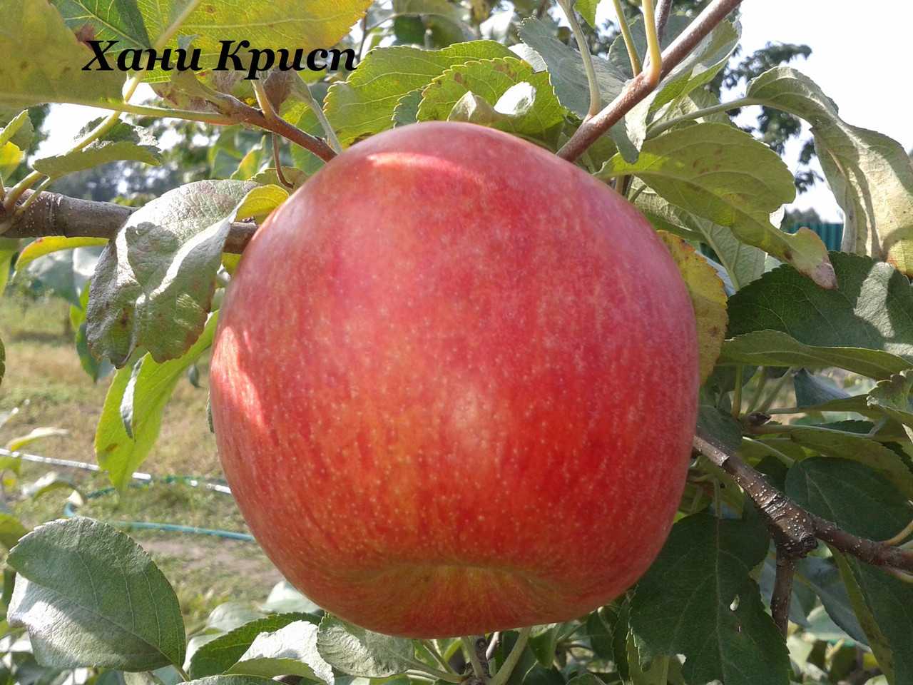 Характеристика сладкой зимней яблони хани крисп