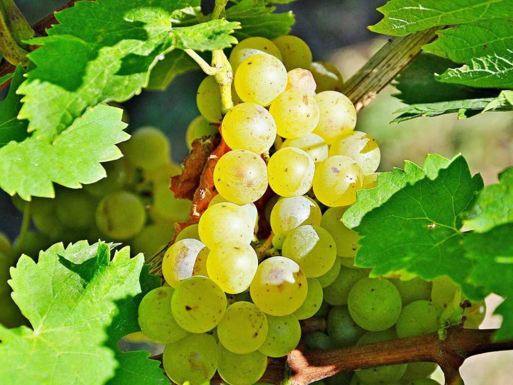 Виноград мускат летний: описание сорта, фото, особенности и характеристики, история селекции и борьба с вредителями