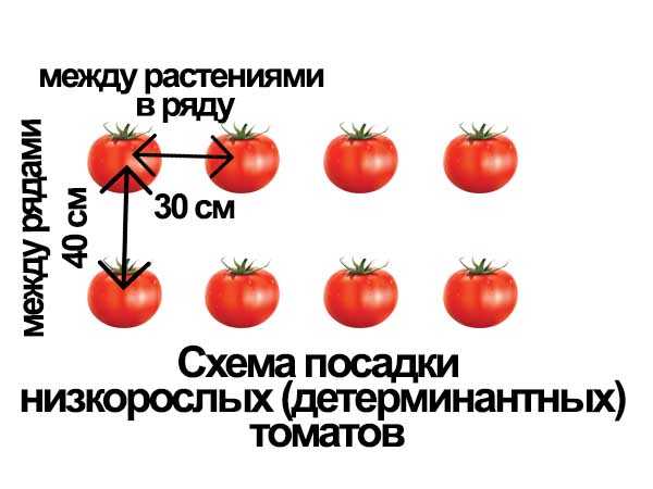 Схема посадки томатов в теплицу