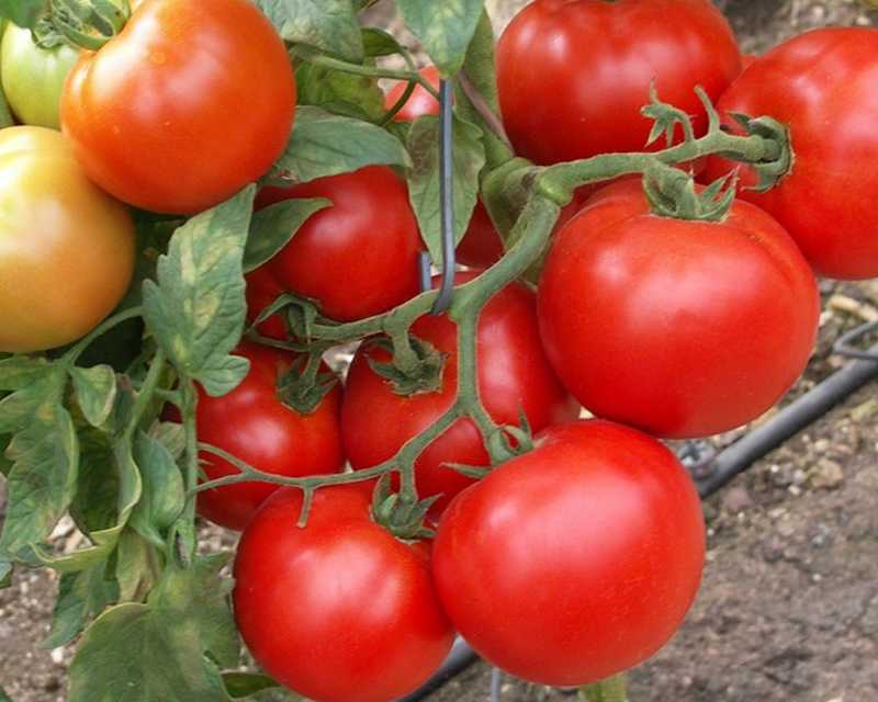 Оля: описание сорта томата, характеристики помидоров, посев, выращивание