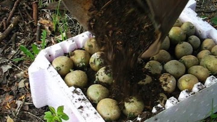 Когда доставать картошку на проращивание для посадки. Рассада картофеля. Израстание клубней картофеля. Посадка раннего картофеля. Ящик для проращивания картофеля.