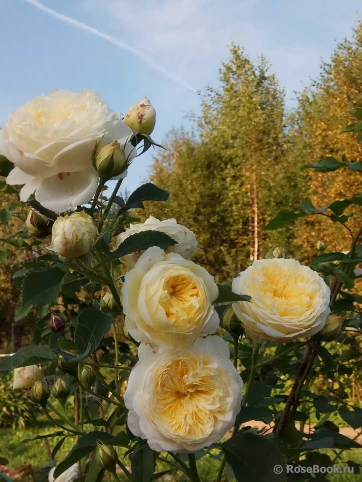 Сорт розы пилигрим фото и описание