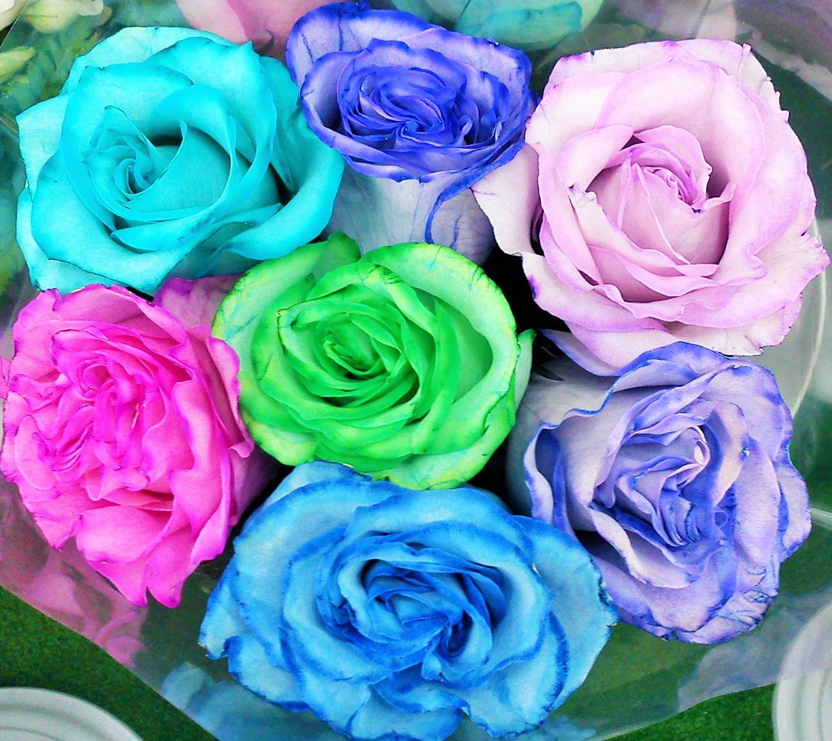 Видео меняющихся цветов. Разноцветные розы. Крашеные цветы. Розы крашеные разноцветные.