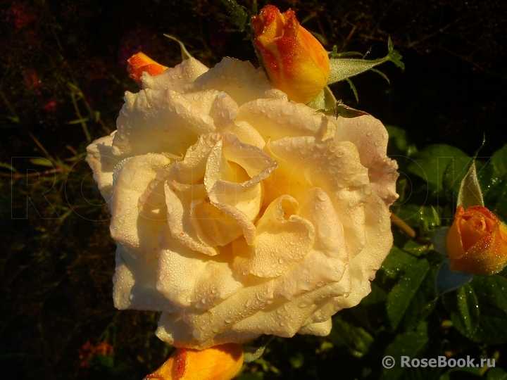 Керио – желтый гибрид чайной розы