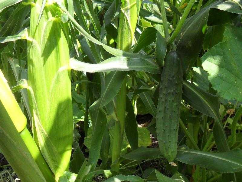 Что можно сажать рядом с кукурузой