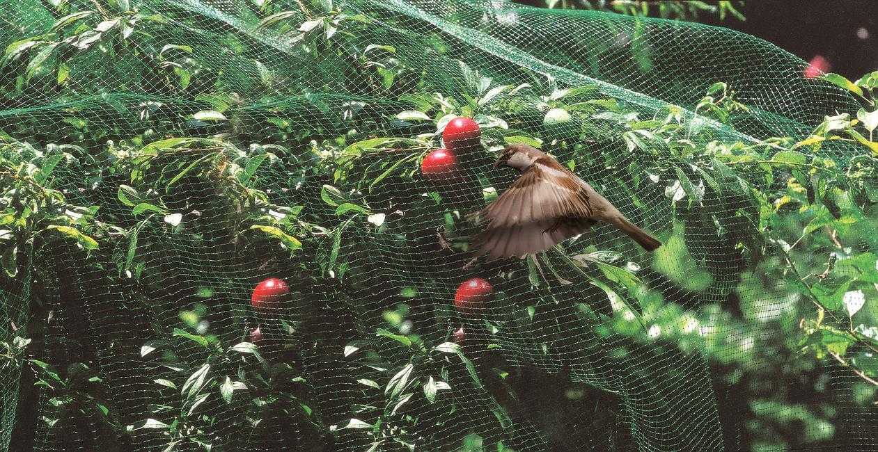 Как защитить черешню от птиц: 80 фото + видео популярных и самых эффективных методов отпугивания основных вредителей урожая